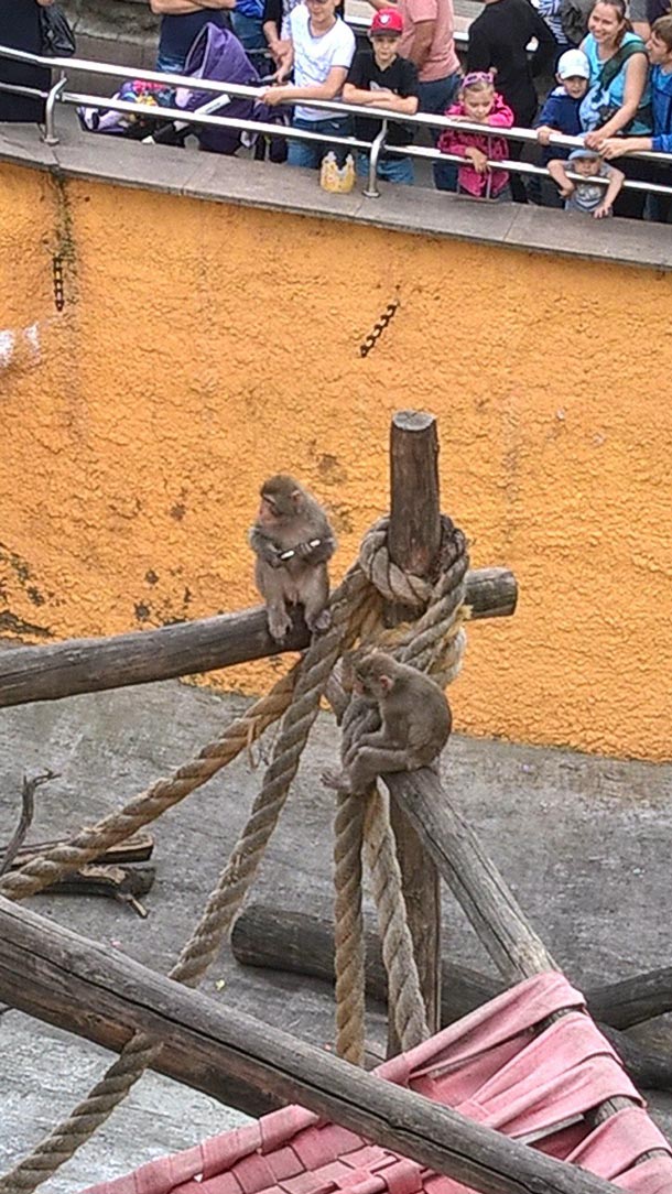 Макаки Московского  зоопарка завладели айфоном посетителя  фото