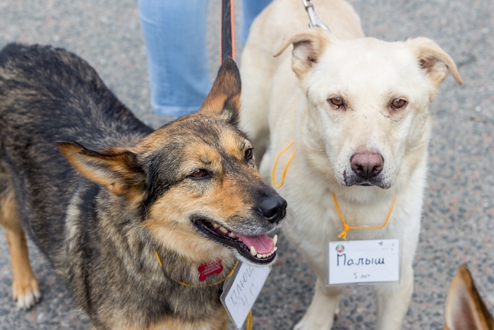 Фонд помощи животным «Собаки, которые любят» проведет благотворительное мероприятие  фото