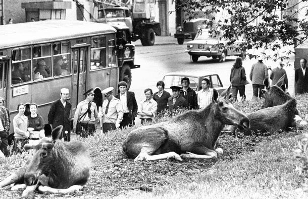 1979 год. Неподалеку от парка «Сокольники» на Преображенской улице отдыхают лоси. При этом многочисленные зрители, среди которых есть и милиционеры, животных совершенно не смущают. Фото: сообщество в «Фейсбуке» «Москва-та» 1979 год. Неподалеку от парка «Сокольники» на Преображенской улице отдыхают лоси. При этом многочисленные зрители, среди которых есть и милиционеры, животных совершенно не смущают. Фото: сообщество в «Фейсбуке» «Москва-та»