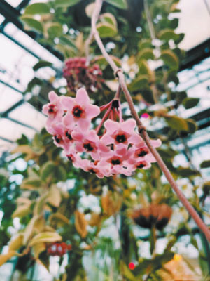 Хойя мясистая, или Восковой плющ, или Фарфоровый цветок, (Hoya carnosa) сорта «экзотика» распустился в Ботаническом саду МГУ «Аптекарский огород»  фото