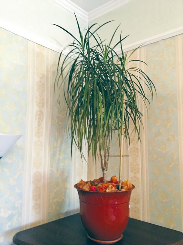 10 комнатных растений для ленивых людей  фото