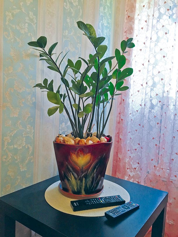 Замиокулькас (долларовое дерево) — очень непритязательное растение, нетребователен к освещению — и по этой причине частый комнатный житель. Хорошо противостоит различным заболеваниям и вредителям. Фото: Светлана Никитина