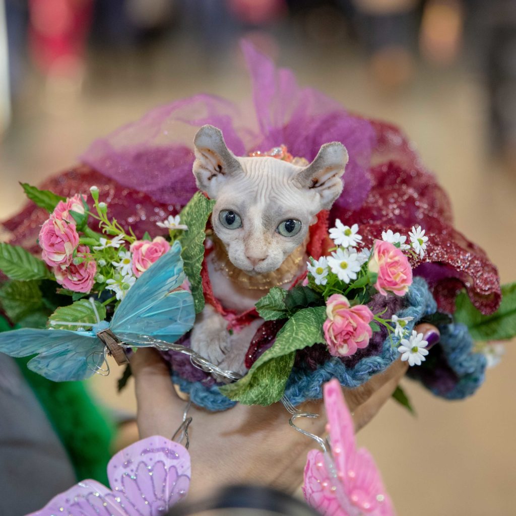 Выставка кошек «Кэтсбург-2020» 7 и 8 марта в МВЦ «Крокус Экспо»  фото