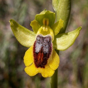 В «Аптекарском огороде» расцвела Желтая орхидея-пчела  фото