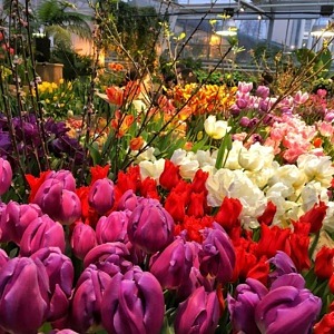 Посетителям «Аптекарского огорода» подарят тюльпаны и нарциссы‍  фото