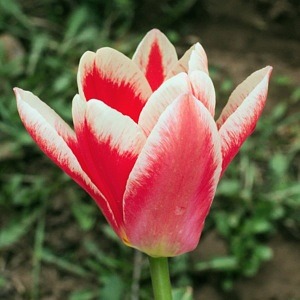 В «Аптекарском огороде» расцвели тюльпаны-зомби  фото