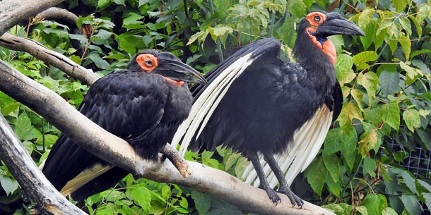 Птенцы гвинейских турако в зоопарке  фото