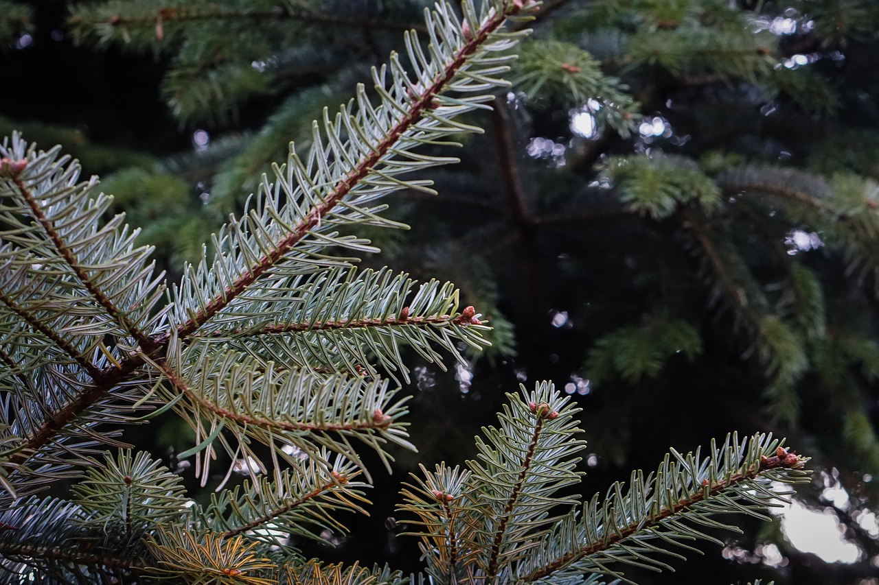 Экопатрули будут выявлять несанкционированную продажу елок в Москве, фото