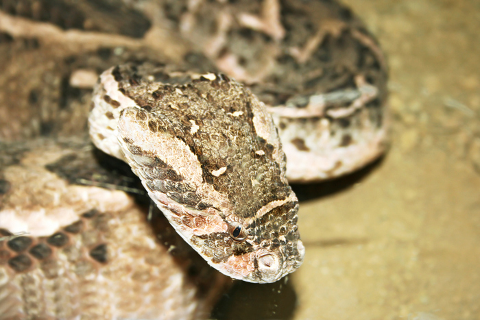 В Шереметьево у пассажира изъяли 20 живых змей, фото