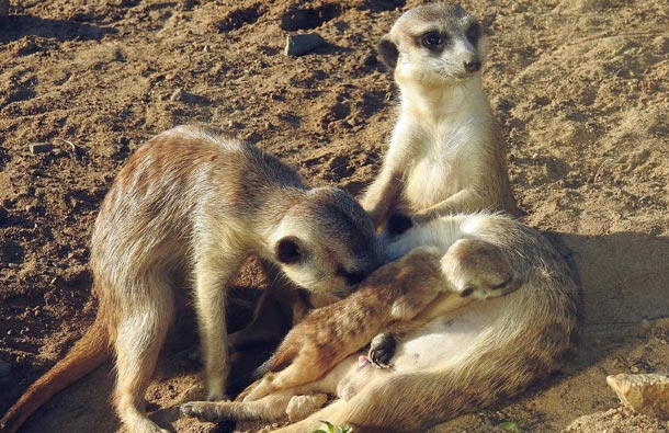 Детеныши сурикатов родились в столичном зоопарке, фото