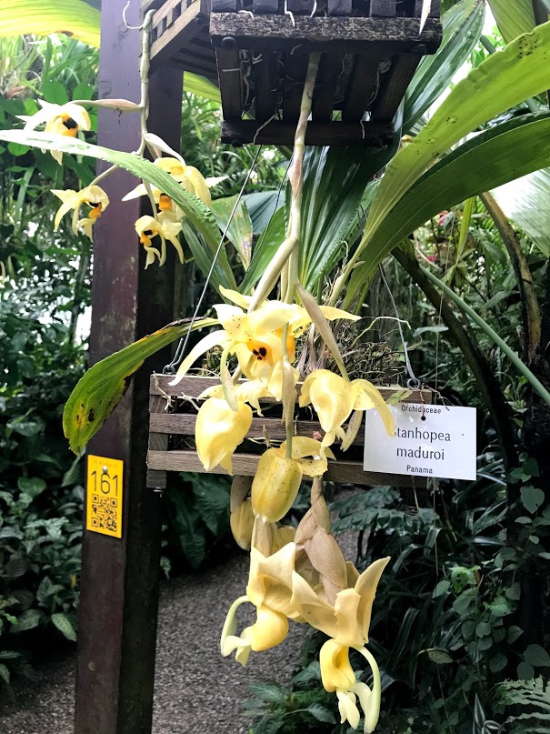 Редкая орхидея-бык расцвела в «Аптекарском огороде», фото