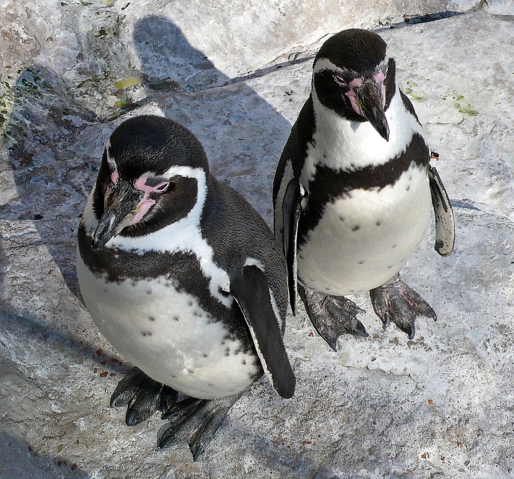 Птенцы пингвинов Гумбольдта родились в Московском зоопарке, фото