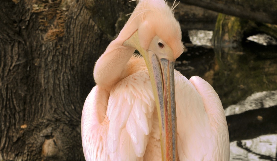 В Московском зоопарке вылупился птенец краснокнижного розового пеликана, фото