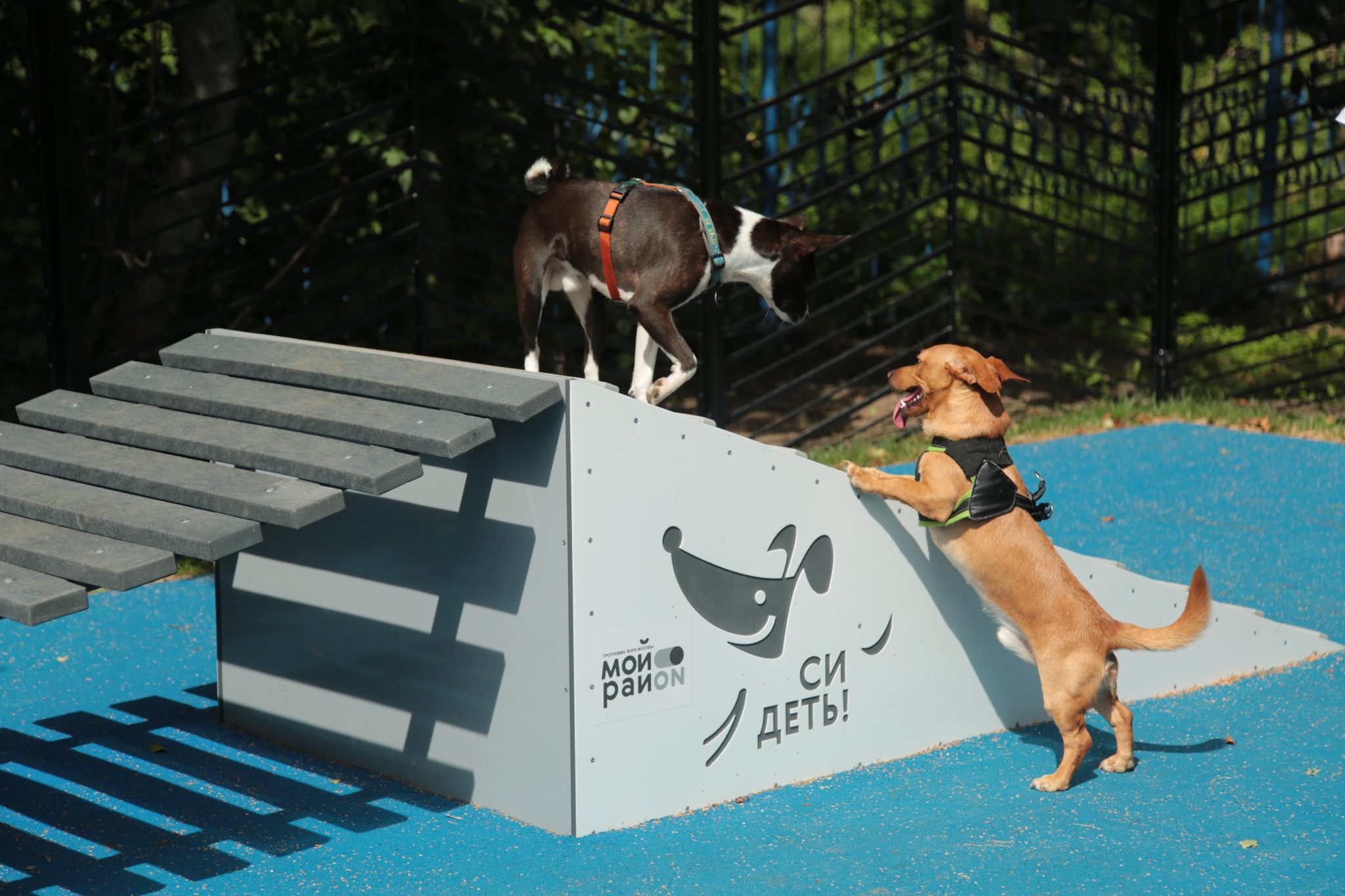  В Донском строят современную собачью площадку, фото